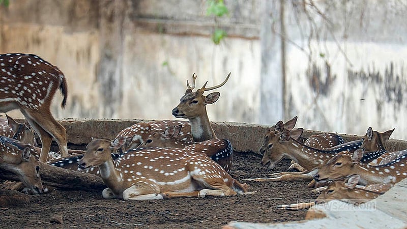 ঢাকায় জাতীয় চিড়িয়াখানায় তীব্র গরমের মধ্যে মাঠে না ঘুরে গাছ তলায় ছায়ার মধ্যে সময় কাটাতে দেখা যায় চিত্রা হরিণকে
