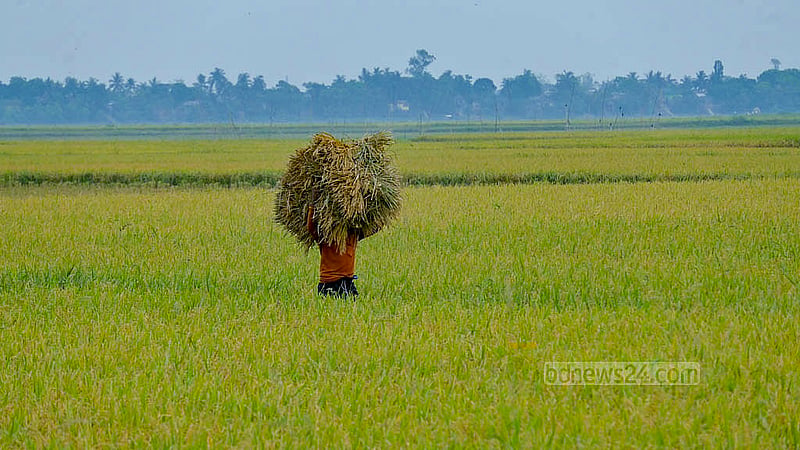কিশোরগঞ্জের হূমাইপুর ও বাজিতপুরে জলসাই হাওর থেকে ধান কেটে মাথায় করে নিয়ে আসা হচ্ছে পাড়ে