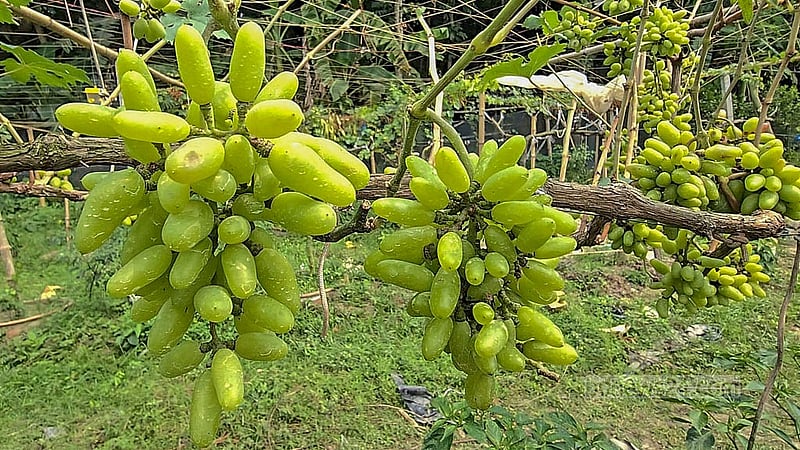 ফরিদপুরের শহরতলীর একটি বাগানে থোকা থোকা আঙ্গুর ঝুলছে