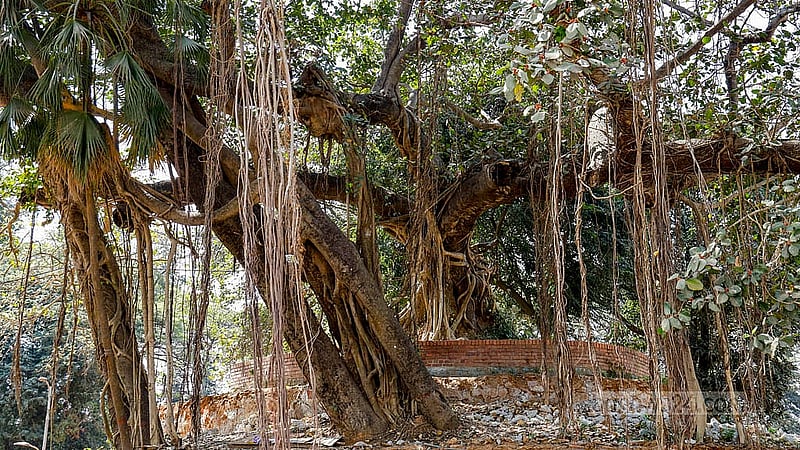 শাহবাগে বন্ধ থাকা শিশু পার্কের মধ্যে টিলার মত উঁচু জায়গায় রয়েছে একটি বিশাল বট গাছ। চারপাশে চলছে সংস্কার কাজ