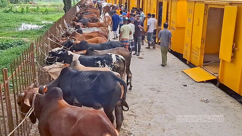 জামালপুরের ইসলামপুর বাজার রেলস্টেশনে ক্যাটল স্পেশাল ট্রেনে তোলার অপেক্ষায় কোরবানির গরু