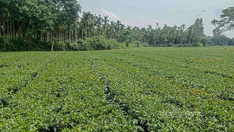 চা উৎপাদনে পঞ্চগড়ে পতিত জমিগুলোকে কাজে লাগানো হচ্ছে
