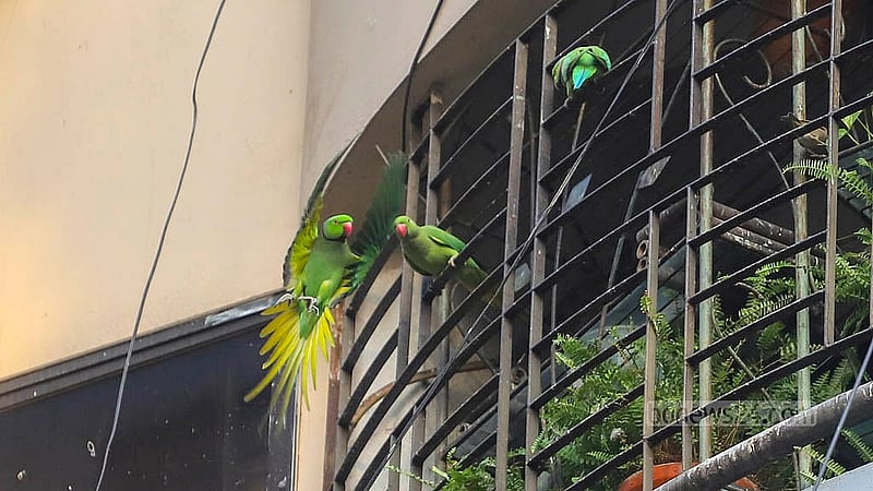 ঢাকার গুলশান-১ এর একটি বহুতল ভবনের বারান্দায় পাখিদের জন্য রয়েছে থাকা-খাওয়ার ব্যবস্থা। প্রতিদিনই সেখানে খাবারের জন্য উড়ে আসে টিয়া, ঘুঘুসহ বিভিন্ন পাখি। মাটির হাড়িতে বানানো বাসায় থাকছেও পাখিরা