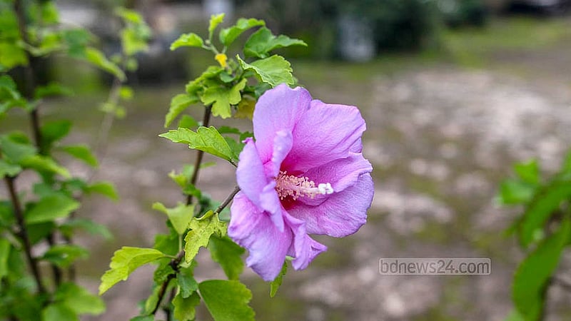 ঢাকায় বাংলাদেশ মেডিকেল বিশ্ববিদ্যালয়ের (বিএমইউ) এক নম্বরের ভবনের ছাদজুড়ে লাগানো হয়েছে নানা জাতের ফুল-ফলের গাছ
