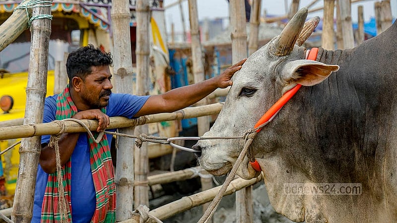 ঢাকার গাবতলী হাটে বিশালাকৃতির এই গরুটি একটু পর পর অশান্ত হয়ে পড়ে। তখন মাথায় হাত বুলিয়ে শান্ত করতে হয় তার মালিককে