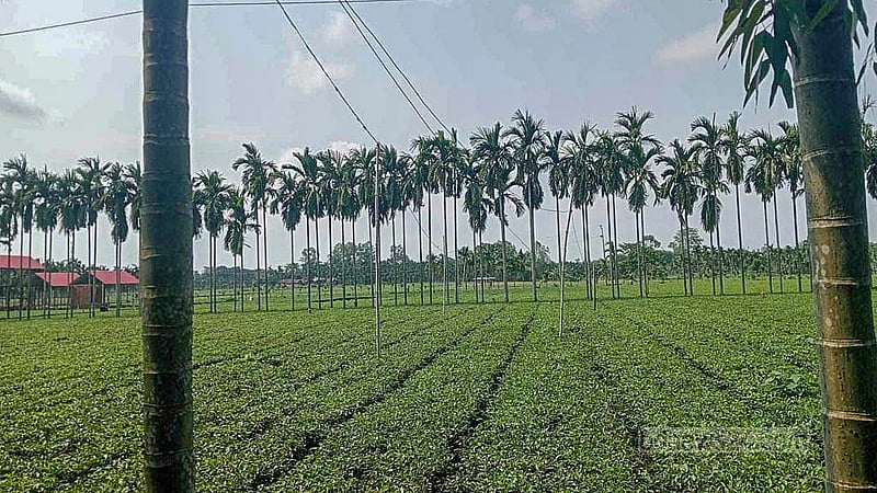 চা উৎপাদনে পঞ্চগড়ে পতিত জমিগুলোকে কাজে লাগানো হচ্ছে
