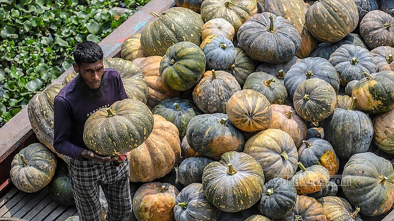 অড়িয়াল বিলে উৎপাদিত প্রতিটি মিষ্টি কুমড়া আকার ভেদে বিক্রি হয় ৩০ থেকে ২০০০ টাকায়