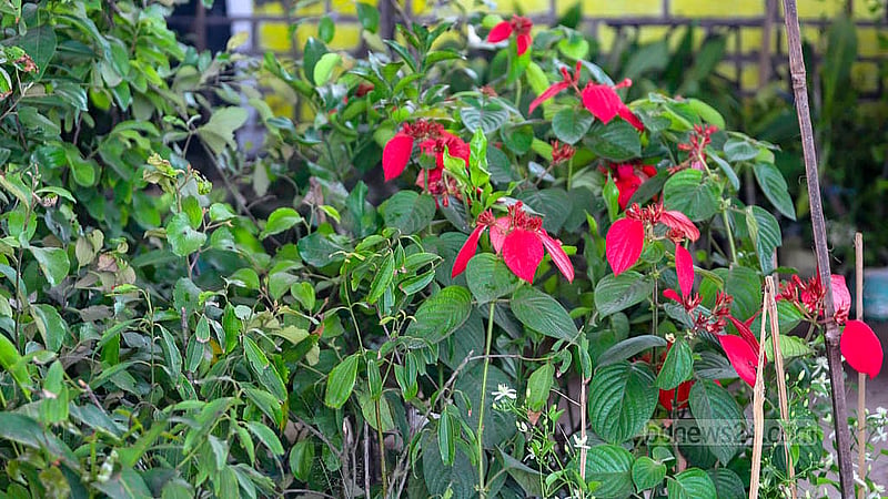 ঢাকার জুরাইন রেলওয়ে ফুটব্রিজের নিচে বৃক্ষ মেলায় ফুল, ফল ও ভেষজ গাছও মিলছে