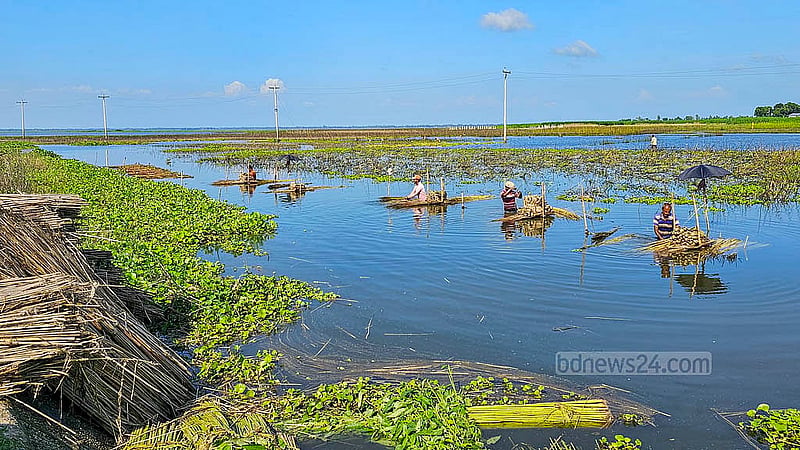 নাটোরের হালতি বিলের পাটুল এলাকায় জাগ দেওয়া পাটের আঁশ ছাড়াচ্ছেন একদল শ্রমিক