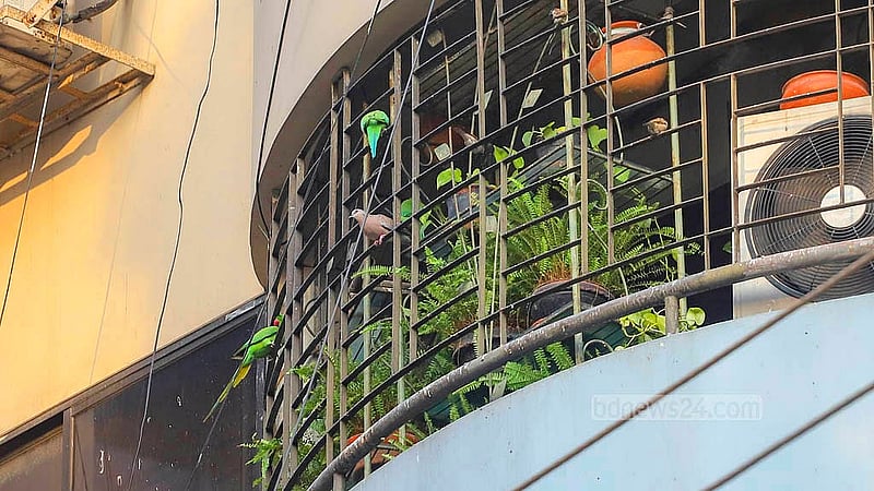 ঢাকার গুলশান-১ এর একটি বহুতল ভবনের বারান্দায় পাখিদের জন্য রয়েছে থাকা-খাওয়ার ব্যবস্থা। প্রতিদিনই সেখানে খাবারের জন্য উড়ে আসে টিয়া, ঘুঘুসহ বিভিন্ন পাখি। মাটির হাড়িতে বানানো বাসায় থাকছেও পাখিরা