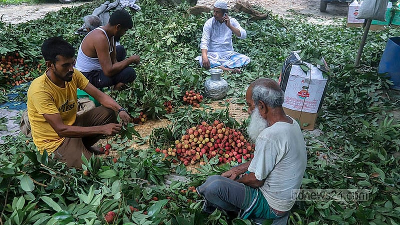 বেশি দামের আশায় অল্প পাকা লিচুই বাজারে তুলছেন নারায়ণগঞ্জের সোনারগাঁওয়ের ব্যবসায়ীরা