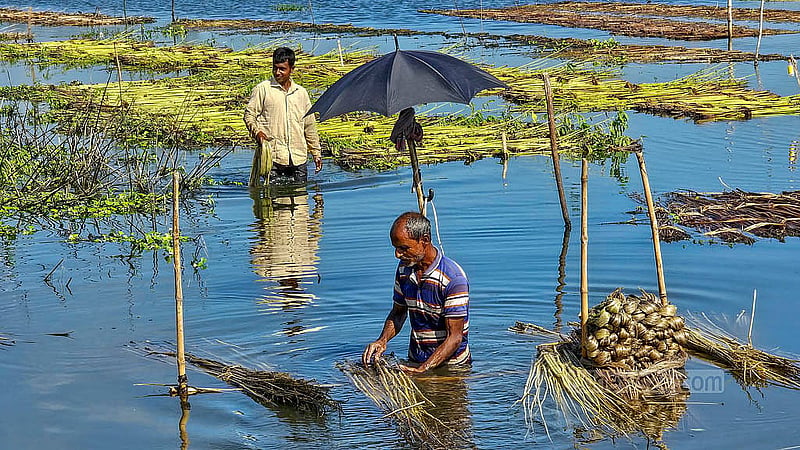 নাটোরের হালতি বিলের পাটুল এলাকায় পাটের আঁশ ছাড়াতে ৬০০ থেকে ৭০০ টাকা মজুরিতে কাজ করেন শ্রমিকরা