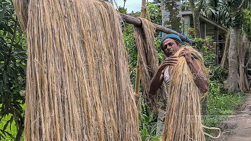 বিক্রির জন্য প্রস্তুত করা হচ্ছে সোনালি আঁশ পাট। মাদারীপুর সদর উপজেলায় এবার প্রতি মণ পাট বিক্রি হচ্ছে সাড়ে ৩ হাজার টাকা থেকে ৪ হাজার টাকায়
