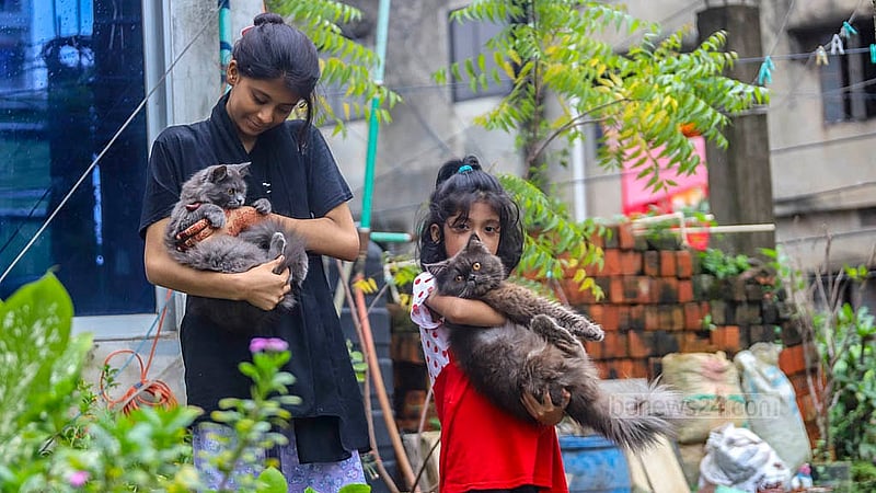 রাজধানীর উত্তর জুরাইনে হুমায়ূন কবিরের শখের ছাদ খামারে পার্সিয়ান বিড়াল হাতে তার দুই মেয়ে