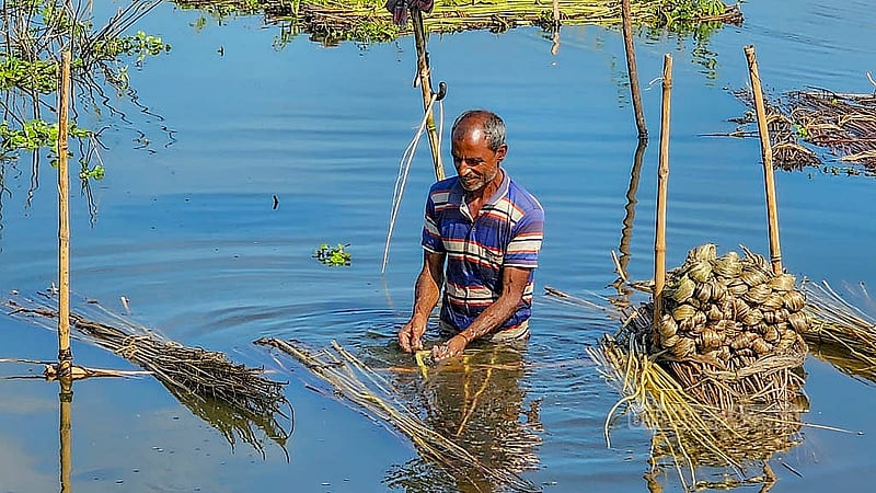 নাটোরের হালতি বিলে জাগ দেওয়া পাটের আঁশ ছাড়াচ্ছেন এক শ্রমিক