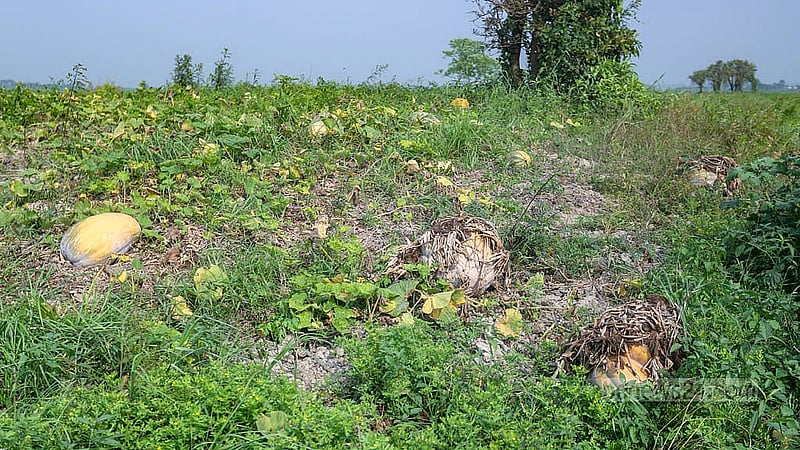আড়িয়াল বিলের মাটি উর্বর হওয়ায় শুষ্ক মৌসুমে এখানে নানা ধরনের সবজি চাষ করেন কৃষক। ভালো ফলন ও আকারে বড় হওয়ায় মিষ্টি কুমড়া আবাদের  পরিমাণই বেশি