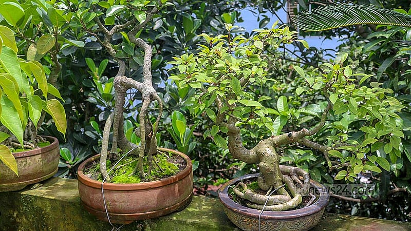 বনসাই দিয়ে আরবি ক্যালিওগ্রাফি, জীবজন্তু ও মানুষের মুখাবয়ব এবং বিভিন্ন প্রতিকৃতি ফুটিয়ে তুলেছেন হাসান ফিরোজ। কোনো বনসাইয়ে ফুটছে ফুল, ধরছে ফলও