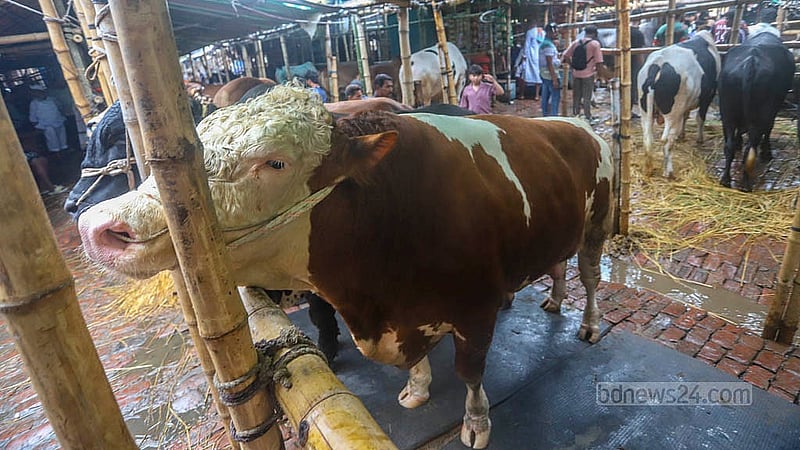 রাজধানীর গাবতলী পশুর হাটে ২০ হাজার থেকে ১০ লাখ টাকা পর্যন্ত গরুর দাম চাওয়া হচ্ছে