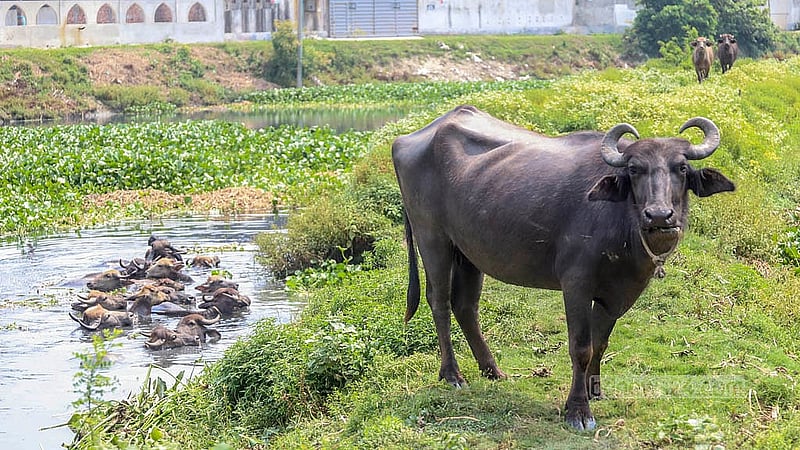 তীব্র গরম থেকে স্বস্তি পেতে ঢাকার কেরানীগঞ্জের কোন্ডা ইউনিয়নের আইন্তা গ্রামের এক জলাশয়ে ডুবে আছে মহিষের পাল
