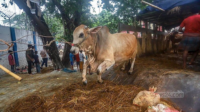 দেশের বিভিন্ন জেলা থেকে ট্রাকে করে কোরবানির পশু আনা হয় রাজধানীর হাটগুলোতে।   শনিবার তেজগাঁও কোরবানির পশুর হাটে