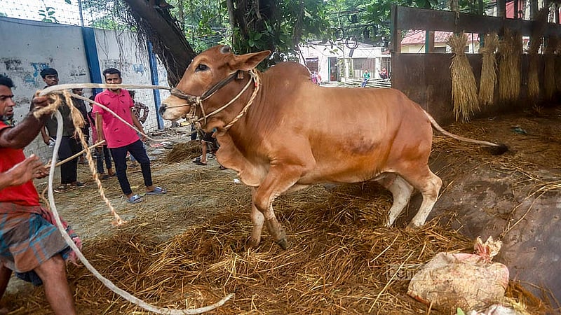 দেশের বিভিন্ন জেলা থেকে ট্রাকে করে কোরবানির পশু আনা হয় রাজধানীর হাটগুলোতে।   শনিবার তেজগাঁও কোরবানির পশুর হাটে