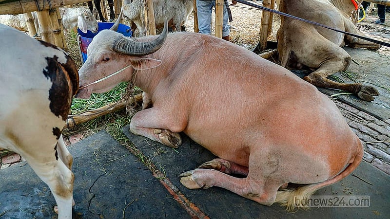 গাবতলীর হাটে নানা জাতের গরুর পাশাপাশি রয়েছে মহিষ। কালো জাতের সঙ্গে কোরবানির জন্য এই হাটে আনা হয়েছে গোলাপী রঙের মহিষ