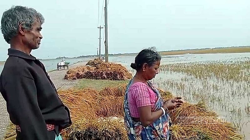 পানি থেকে কিছু ধান কেটে তুলতে পারলেও পরিবহনের ব্যবস্থা না থাকায় সড়কেই রেখেছেন এক দম্পতি।