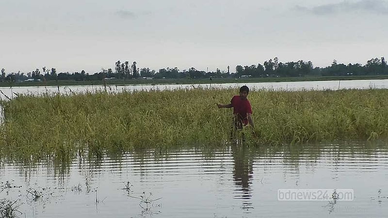 কুড়িগ্রামে নদ-নদীর পানি বেড়ে নিম্নাঞ্চলের ফসলি জমি তলিয়ে গেছে। 