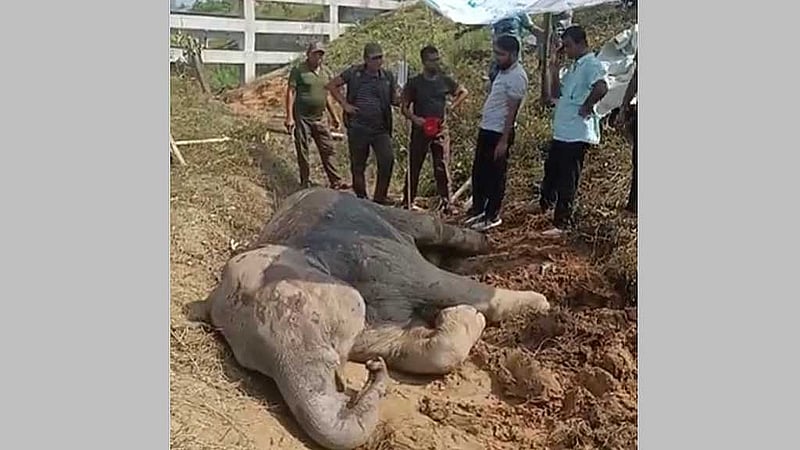 চট্টগ্রামের চুনতি অভয়ারণ্যে রোববার রাতে ট্রেনের ধাক্কায় আহত হয়ে মেরুদণ্ড ও পা ভেঙে গেছে হাতিটির। ভিডিও থেকে নেওয়া ছবি।