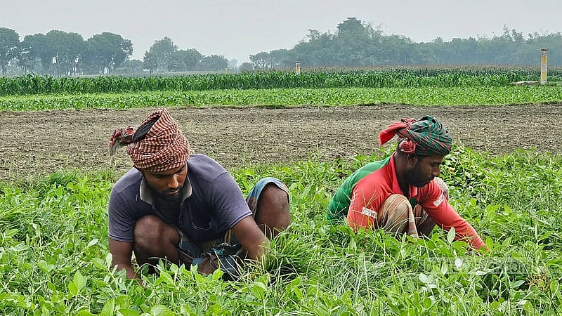 লাভের আশায় নাটোরের অনেক চাষি চড়া সুদ ঋণ নিয়ে পেঁয়াজ আবাদ করেছেন। কিন্তু এখন আর বেশি দাম পাচ্ছেন না।