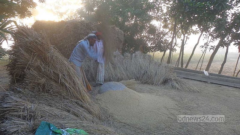 শীত আর কুয়াশা উপেক্ষা করে কাকডাকা ভোরেই আমন ধান কাটা আর মাড়াইয়ে ব্যস্ত হয়ে পড়েছেন চাষিরা। বৃহস্পতিবার সকালের ছবিটি রোয়া বিল এলাকার। 