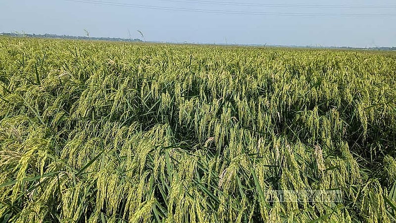 দেখার হাওরের সবুজ ধানক্ষেত।