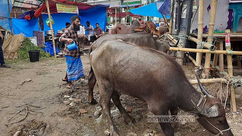 দনিয়া হাটে গরু-ছাগলের সঙ্গে ওঠে মহিষও।