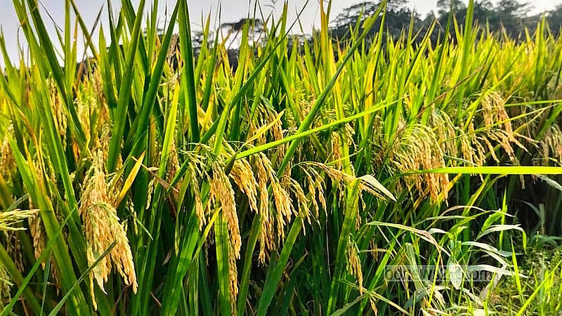 ব্রি-১০৮ ধানের প্রতি শীষে ২৫০ থেকে ২৭০টি ধান পাওয়া যায়।