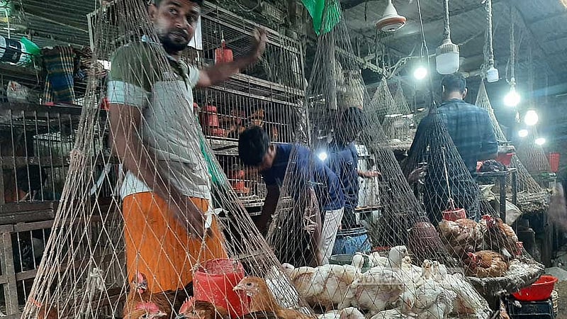 ১৯০ টাকা কেজিতে বিক্রি হচ্ছে ব্রয়লার মুরগি। সোনালি মুরগি মানভেদে ২৬০- ২৮০ টাকা কেজিতে বিক্রি হচ্ছে।