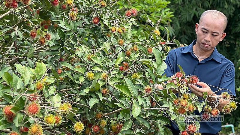 বাগানে রাম্বুটান গাছের পরিচর্যা করছেন চিকিৎসক আকেইপ্রু চৌধুরী।