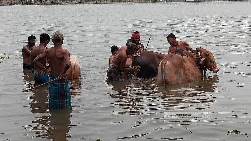 পোস্তগোলা শ্মশান ঘাটসংলগ্ন খালি জায়গায় বসা হাটে আসা ব্যাপারিরা নদীতে গরুর গা ধুইয়ে নিচ্ছেন।
