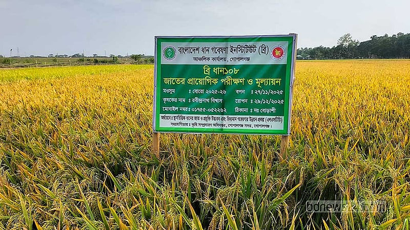 সদর উপজেলায় পরীক্ষামূলকভাবে ব্রি-১০৮ ধানে ধানের চাষ ।