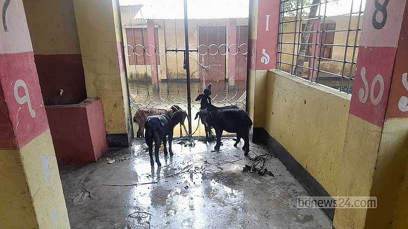 কোম্পানীগঞ্জ উপজেলার সদর প্রাথমিক বিদ্যালয় আশ্রয়কেন্দ্রে বেঁধে রাখা গবাদি পশু।