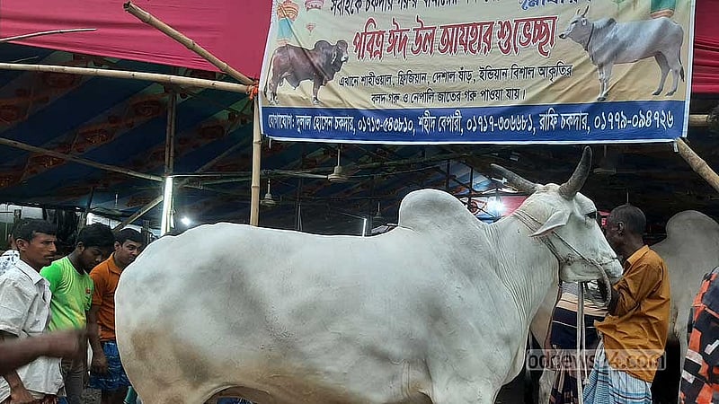 গাবতলী হাটে ঘোষণা দিয়েই বিক্রি করা হচ্ছে ভারতীয় গরু। সেগুলো আকারে বিশাল।