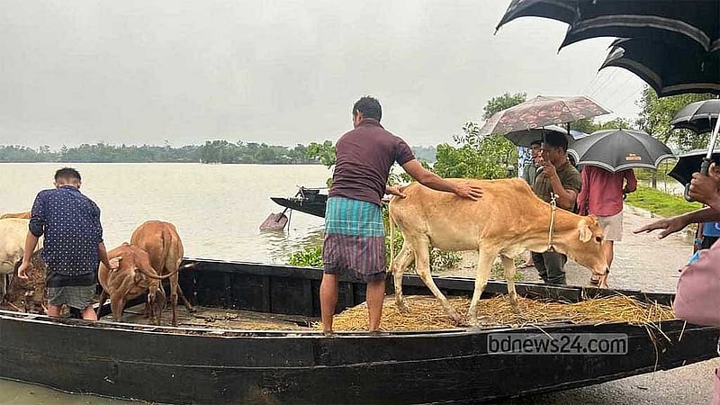 বন্যার কারণে বাড়িঘর প্লাবিত হওয়ায় গবাদিপশু নিরাপদ আশ্রয়ে নিচ্ছেন সিলেটের পানিবন্দি মানুষজন।