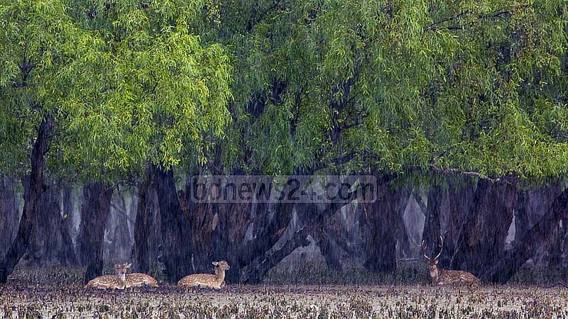 এই বর্ষায় আর দেশের অস্থির সময়ে সুন্দরবনে পর্যটক নেই বললেই। 