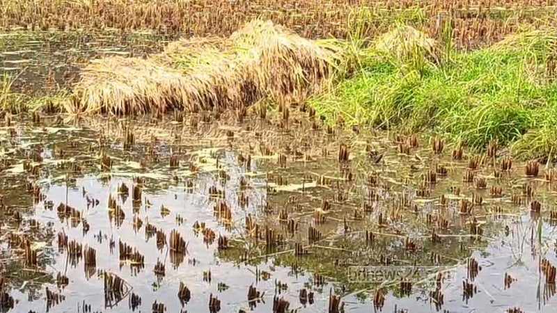 জমিতে পানি জমে যাওয়ায় পাকা বোরো ধান কাটা, মাড়াই দেওয়া ও ঘরে তোলা নিয়ে বিপাকে পড়েছেন কৃষক। 