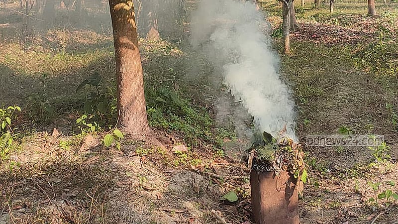 কীটনাশকের পরিবর্তে গাছের গোড়ায় ধোঁয়া দিয়ে পোকা দমনের পদ্ধতি।