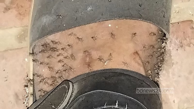 ক্যাফেটেরিয়ার সামনে বসে থাকা এক শিক্ষার্থীর পায়ে সারিবদ্ধ মশা।