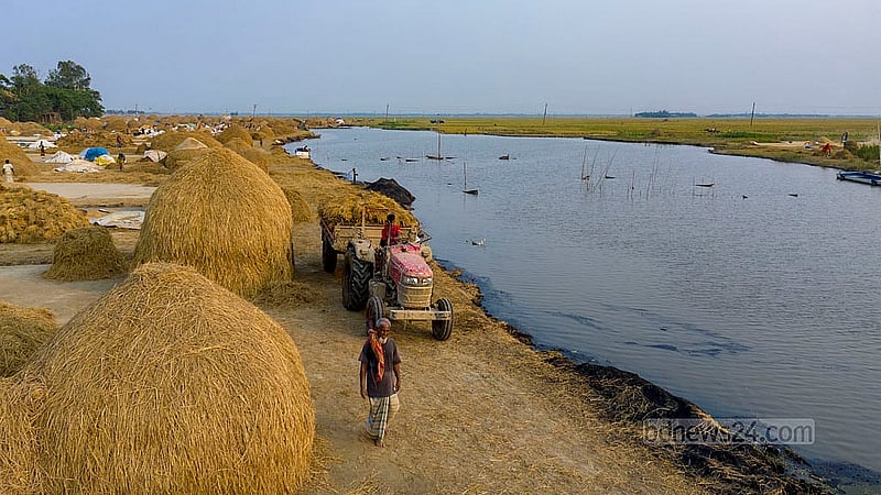 বছরজুড়ে গবাদিপশুর খাবারের প্রয়োজন মেটাতে খড়ও শুকিয়ে প্রস্তুত করে রাখতে হয় এ সময়ে।