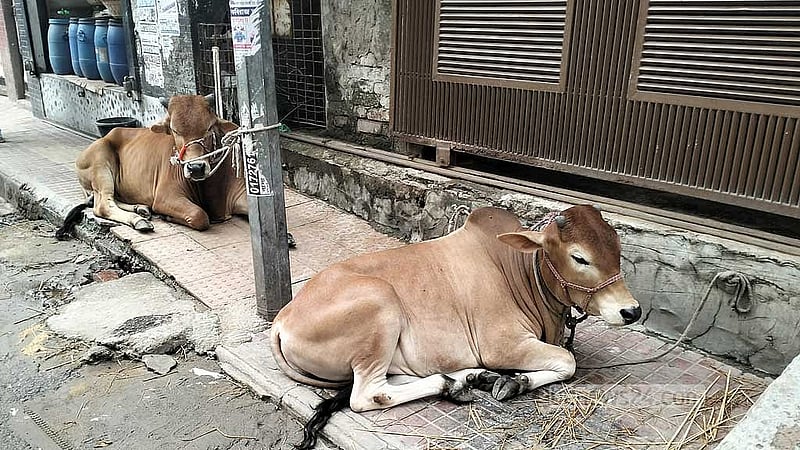 ফ্ল্যাটে জায়গা নেই, তাই ফুটপাতে বাধা কোরবানির পশু। কিন্তু সেখানে আছে নিরাপত্তার অভাব।
