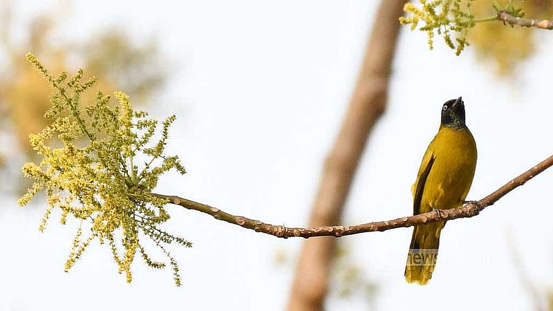 দুর্লভ কালো বুলবুল। 