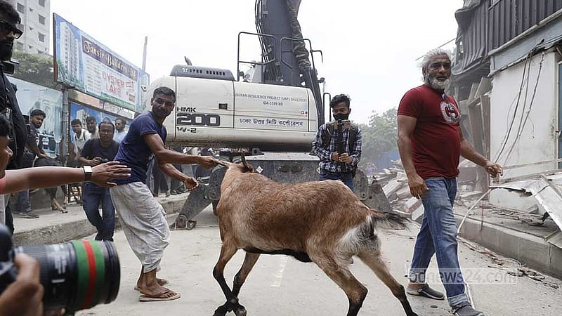 উচ্ছেদের সময় কিছু পশু সরাতে দেখা গেলেও অভিযানের খবরে বুধবার রাতেই সাদিক অ্যাগ্রোর প্রায় সব পশু সরিয়ে নেওয়া হয় বলে জানা গেছে। ছবি: মাহমুদ জামান অভি 
