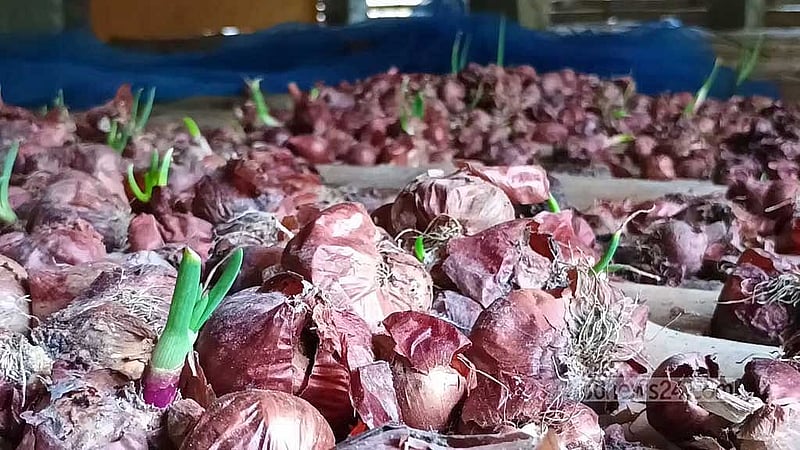 ঘরে রাখা অনেক পেঁয়াজ থেকে চারাও গজিয়েছে। 